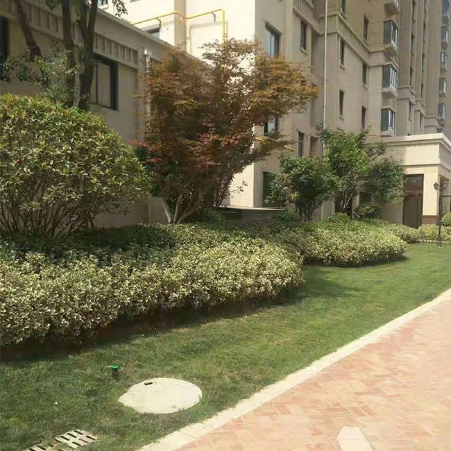 小區綠化施工設計及養護