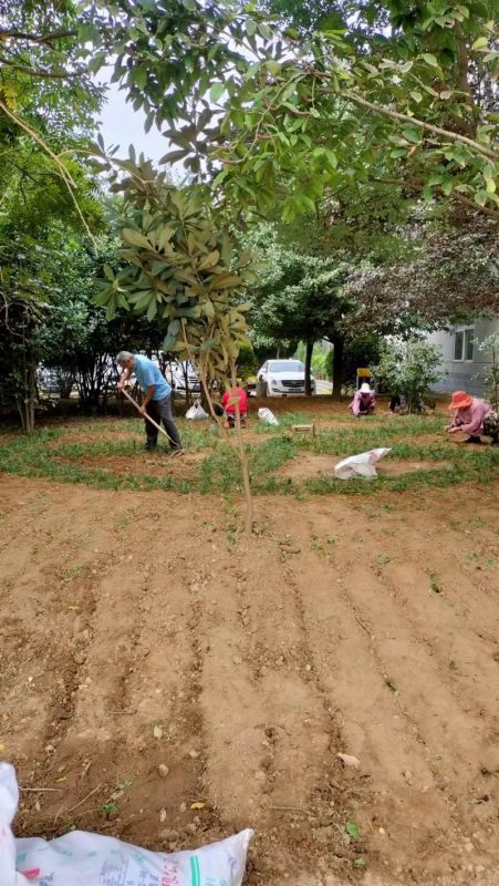 廠(chǎng)區草坪綠化養護